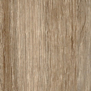 Дуб венецианский